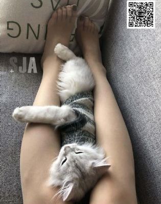 花蝴蝶免费观看完整版_超清动漫免费观看
